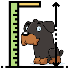 What this means is that the breed can stand between 24 to 27 inches in height. Rottie Size How Big Do Rottweilers Get Dog Breeds List