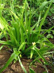 Image result for Hypoxis angustifolia