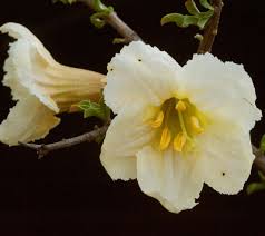 Image result for Rhigozum zambesiacum