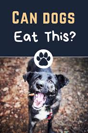 Many other edible plants that humans never cultivated can be found, too. What Can Dogs Eat And Not Eat List Can Dogs Eat Dog Eating Can Dogs Eat Pizza