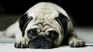 Cute Hd Wallpapers For Laptop Wallpaper Cave Find free hd wallpapers for your desktop, mac, windows or android device. cute hd wallpapers for laptop