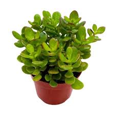 Image result for Crassula zombensis