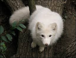 Sok hasonló jelenet közül választhat. Fat No Fluffy Baby Arctic Fox By Woxys On Deviantart