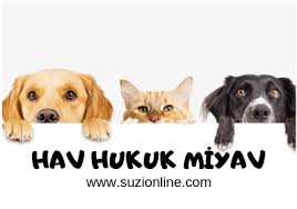 Sokakta Apartman Ve Cevresinde Kedi Beslemek Suc Mu Suzionline