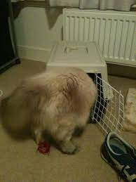 Where Are My Balls A Purrfect Cat