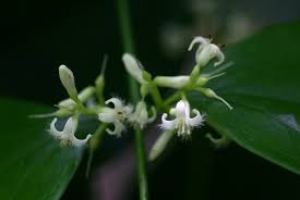 Image result for Strychnos usambarensis