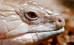 The australian skink can be divided into 3 further subspecies: Distinguishing Traits Of Male And Female Blue Tongue Skink