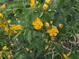 Image result for Senna hirsuta