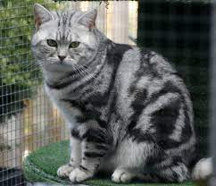 Cattery Van Liesbrit