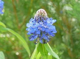 Image result for Pycnostachys reticulata