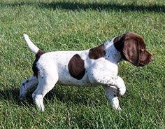 Should you choose a pointer as a pet, you'll find your new puppy history although the pointer is believed to have originated in spain, the breed was developed in britain, explaining its name, the english pointer. 8 Best English Pointer Dog Ideas Pointer Dog English Pointer English Pointer Dog