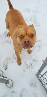 Lost dog in Middletown, please call if found