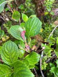 Image result for Psydrax martinii