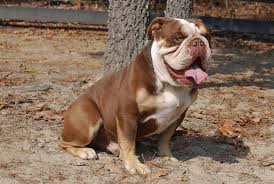 This breed is often confused with the olde english fact: English Bulldogge Info Temperament Puppies Pictures