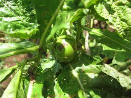 Image result for Solanum macrocarpon