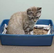 We did not find results for: The 10 Best Cat Litters Cat Litter Reviews