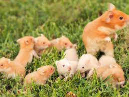 With a little help from the syrian hamsters uk & beyond facebook group. Keep Syrian Hamsters Solitary
