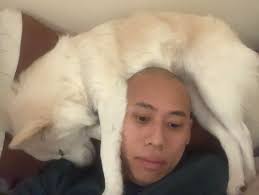 20 Dogs That Don't Care About Being “Normal” While Sleeping