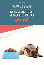 Why Won T My Dog Eat Here S Why Dogs May Refuse Food Dog Eating My Dog Wont Eat Dog Refuses To Eat