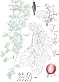 Image result for Cyphostemma wittei