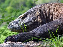 Waran equip a highly productive engine euro iii, providing the highest mobility on dimensions and weight waran aviatransportabelnost provide its existing and promising transport aircraft such as the. Komodo Waran Komodo Dragon Komodo Dragon Pictures Animals