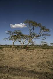 Image result for Acacia xanthophloea