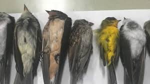Scientists Don T Know Why Hundreds Of Birds Are Getting Sick And Dying Across The U S