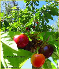 خوخ جاكمونتي او الكرز الافغاني prunus jacquemontii قسم الفواكه النبات معلومات نباتية وسمكية معلوماتية prunus stuffed peppers vegetables