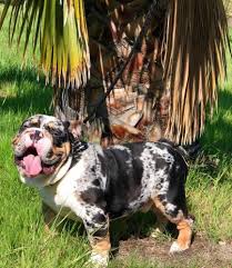 He is a beautiful blue tri akc english bulldog stud! Akc Quad Black Tri Merle English Bulldog Male Stud For Sale In Los Angeles California Classified Americanlisted Com