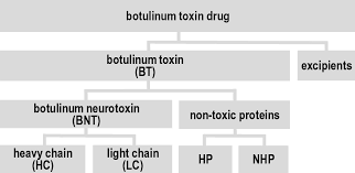 Botulism antitoxin heptavalent (bat), an antitoxin produced by cangene corporation of canada, contains antibodies to. Botulinum Toxin Therapy Section Ii Treatment Of Dystonia