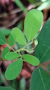 Image result for Pycnospora
