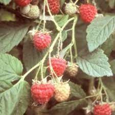 The main known usage of ant is the build of java applications. Ants Eating Raspberries Knowledgebase Question Garden Org