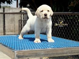 How can i get a labrador puppy? Sangfroidkennel Hashtag On Twitter
