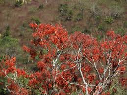 Image result for Erythrina falcata