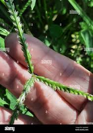 Image result for Panicum pectinellum