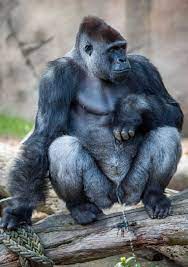 Gorilla cock ❤️ Best adult photos at hentainudes.com