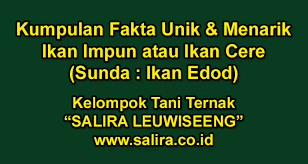 We did not find results for: Kumpulan Fakta Unik Menarik Tentang Ikan Impun Ikan Cere Sunda Ikan Edod Kelompok Tani Ternak Salira Leuwiseeng