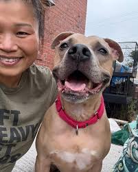 Meet Coco, the most cuddly, tail-wagging love bug! This 3.5-year-old cutie  pie would love to be your walking buddy, car companion and #1 snuggle pal.  She's a five-star pup and we've got