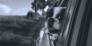 Find useful information, the address and the phone number of the local business you are looking for. Pet Transport Pet Movers Pet Relocation Pet Shipping Shiply Canada