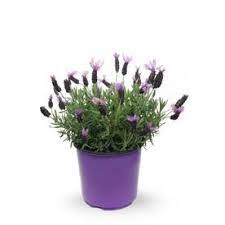 1 5 Gallon In Pot Lavender L6071 Lowes Com Potted Lavender Rabbit Resistant Plants Lavender Plant
