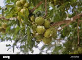 Image result for Sterculia subviolacea