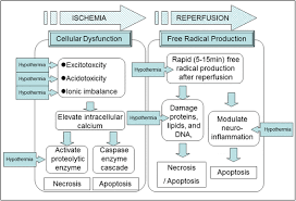 Targeted Temperature Management In Traumatic Brain Injury Journal Of Intensive Care Full Text