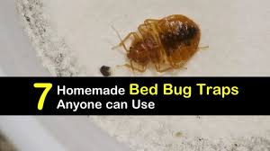 The bed bugs are parasites that feed on blood. 7 Homemade Bed Bug Traps Anyone Can Use