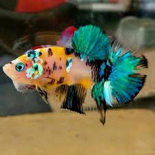 The exotic live male galaxy koi halfmoon plakat (hmpk) tail siamese betta fish. Yellow Galaxy Koi Betta Fish Koi Betta Betta Fish Types