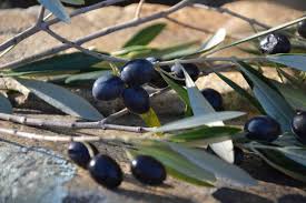 ⬇ ⬇ ⬇ ⬇ ⬇😋😋le olive in salamoia si preparano in questo periodo e si possono utilizzare tutto l'anno per aperitivi, antipasti, per condire primi piatti o pi. Ricetta Delle Olive In Salamoia Fatte In Casa Un Classico Della Cucina Italiana Gustorotondo