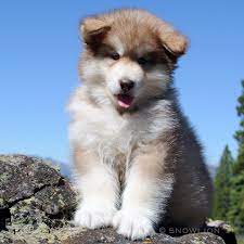 Check spelling or type a new query. Snowlion Alaskan Malamutes Alaskan Malamute Breeders In California Nevada
