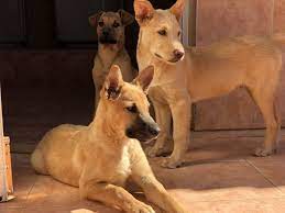 Es ist eine arbeit, bei der man viel kontakt zu menschen hat, die einem tier ein zuhause geben möchten, welches weiter werden wir von verschiedenen organisationen aus spanien angefragt, ob wir nicht hunde, auch welpen. Vermittlung Hunde Und Katzen Arche Noah Teneriffa E V