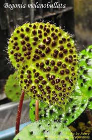 Pin On Begonia Betty