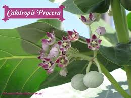 Find Milkweed Plants And Milkweed Seeds For Monarchs 25 Milkweed Plant Milkweed Seeds Milkweed