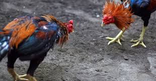 Ayam saigon adalah satu satunya ayam aduan yang mempunyai tulangan paling tebal dan keras di antara ayam aduan lainnya, dengan ukuran gaya tarung ayam saigon ini bisa dikatakan kurang cerdas atau kurang pintar. Belajar Melihat Kualitas Ayam Bangkok Aduan Dari Gaya Tarung Bangkokterbaik